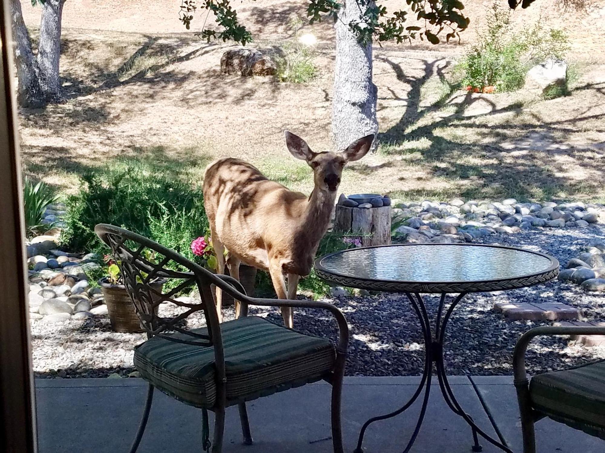 Oak Retreat By Yosemite National Park Apartment Coarsegold Bagian luar foto